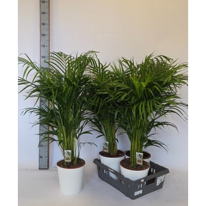 DYPSIS LUTESCENS