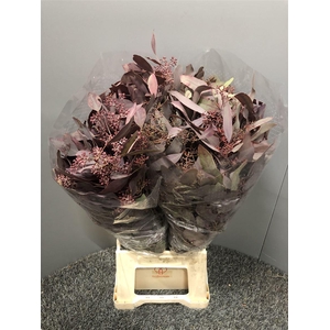 Euca Col Popu Bes Abs 300gr