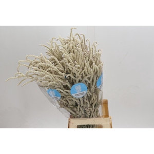 Amaranthus Yearming Desert