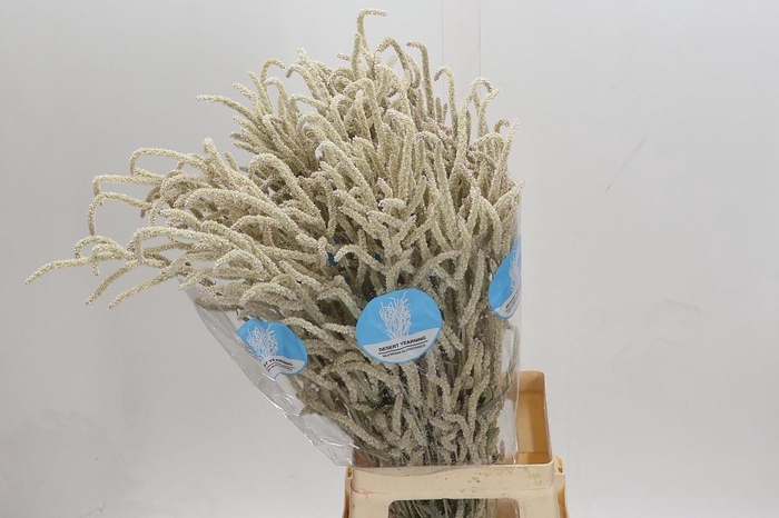 <h4>Amaranthus Yearming Desert</h4>