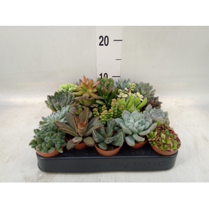 Succulents   ...