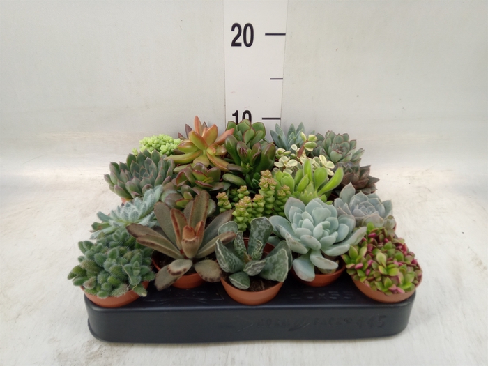 <h4>Succulents   ...</h4>
