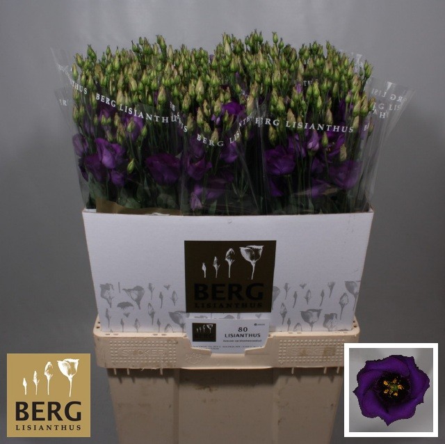 <h4>Lisianthus Piccolo Violet</h4>