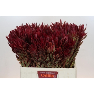 Leucadendron Jester