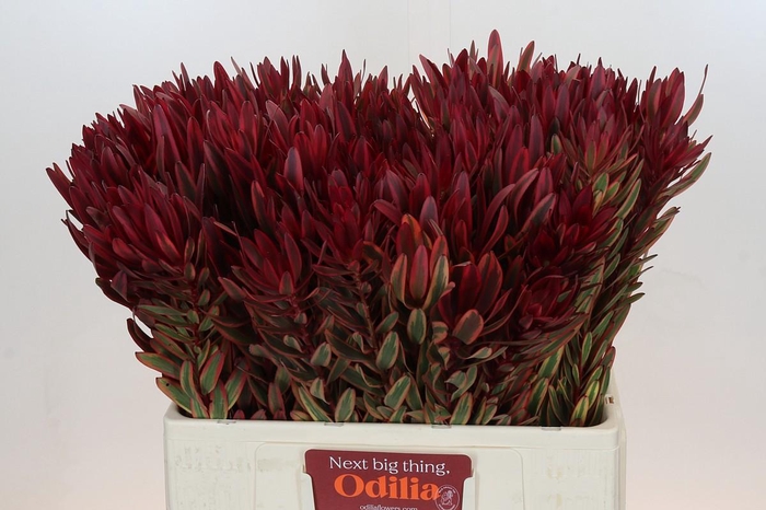 <h4>Leucadendron Jester</h4>