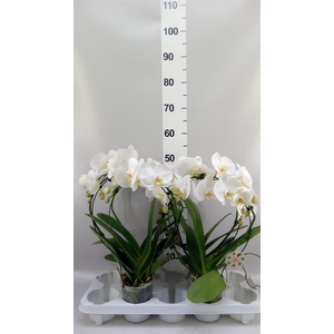 Phalaenopsis   ...