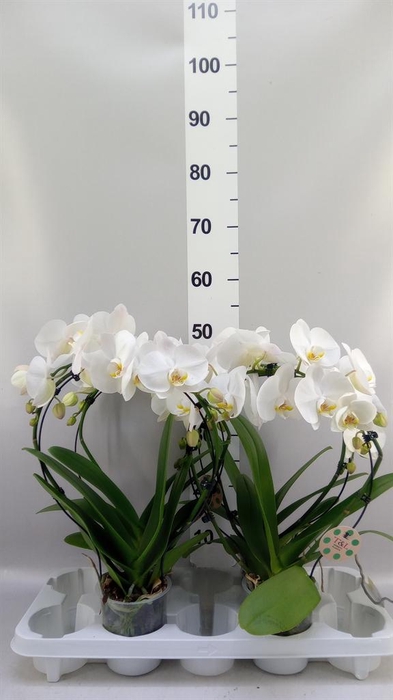 <h4>Phalaenopsis   ...</h4>