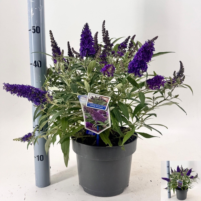 <h4>BUDD BFC LITT PURPLE</h4>