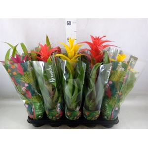 Bromelia   ...mix