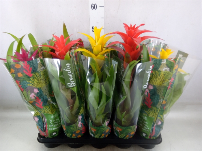 <h4>Bromelia   ...mix</h4>