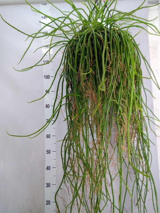 <h4>Epiphyllum   ...</h4>