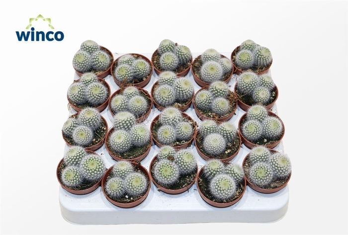 Notocactus Scopa (group)