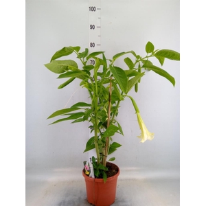 Brugmansia   ...
