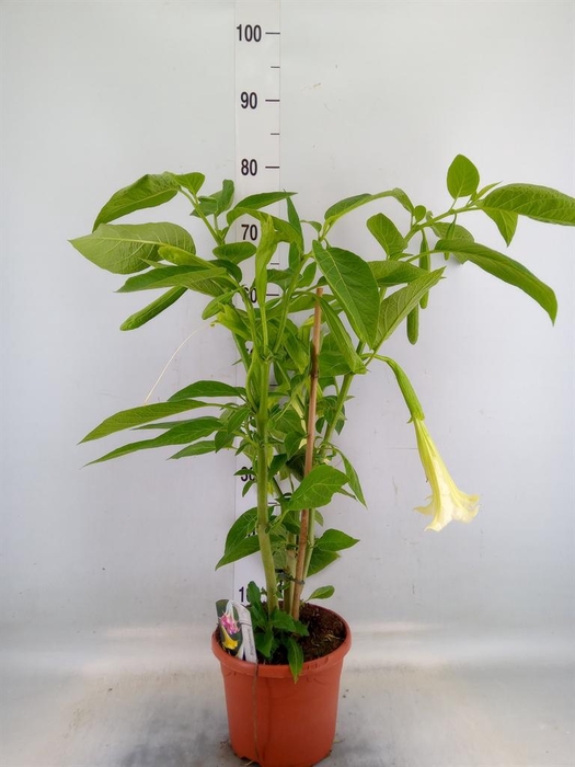 <h4>Brugmansia   ...</h4>