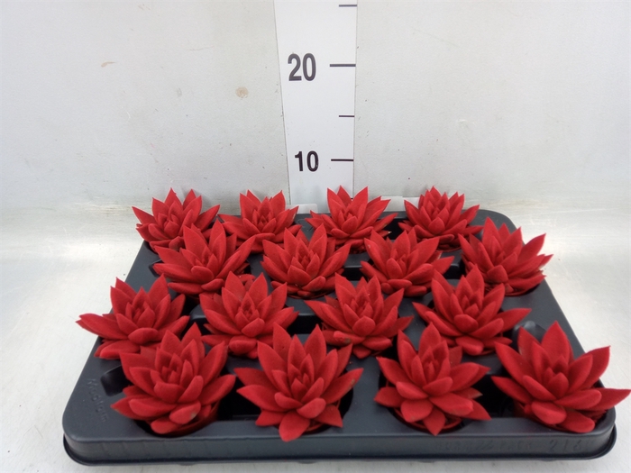 <h4>Echeveria  'Miranda'</h4>