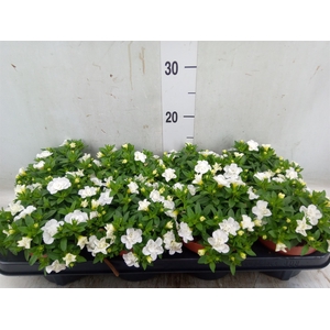 Calibrachoa  'Minifam Dbl White'