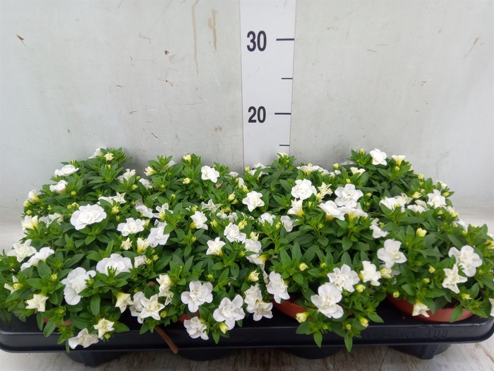 <h4>Calibrachoa  'Minifam Dbl White'</h4>