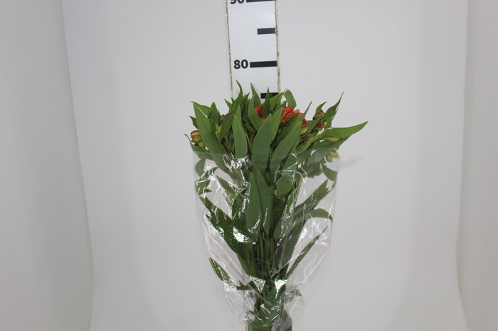 <h4>ALSTROEMERIA ORANGE QUEEN 080 CM</h4>