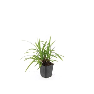 Carex morrowii 'Irish Green'