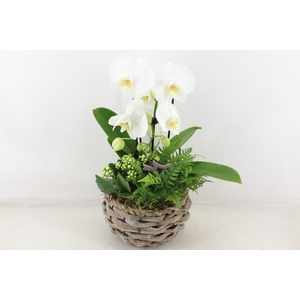 arr2 PL - Bolmand phal. cascade wit