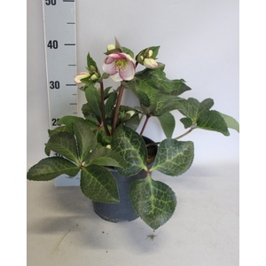 Helleborus Frostkiss Glenda's Gloss