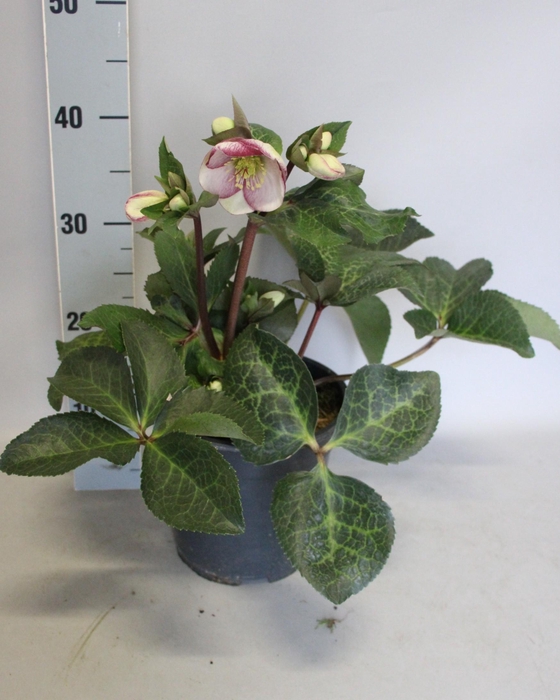 <h4>Helleborus Frostkiss Glenda's Gloss</h4>