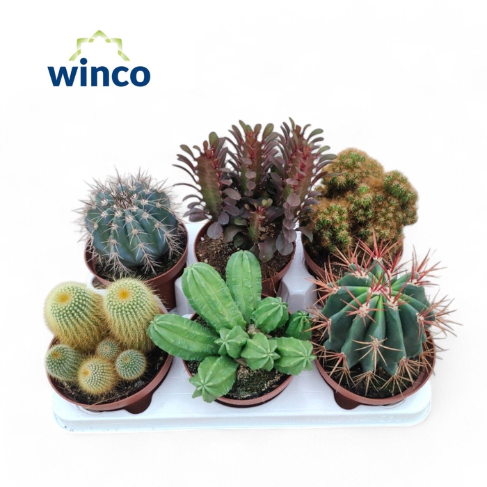 <h4>CACTUS GEM</h4>