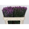 Aster Baby Pink