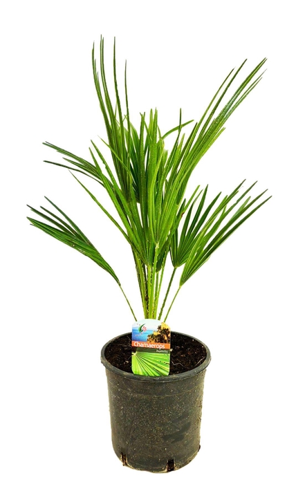 <h4>Chamaerops humilis</h4>