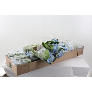 Hydr Blue Select 80cm Box