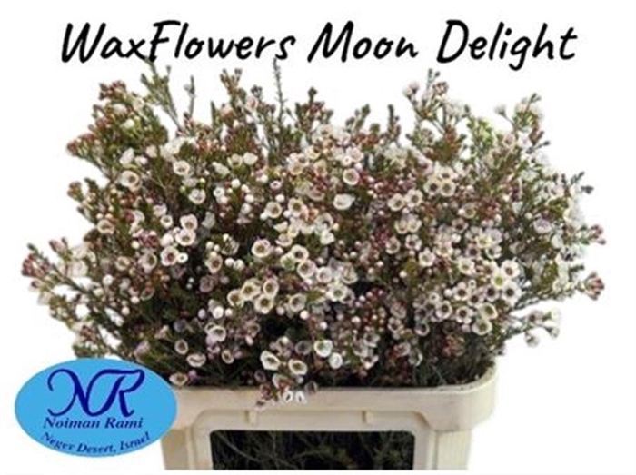 <h4>CHAME MOONL DELIGHT</h4>