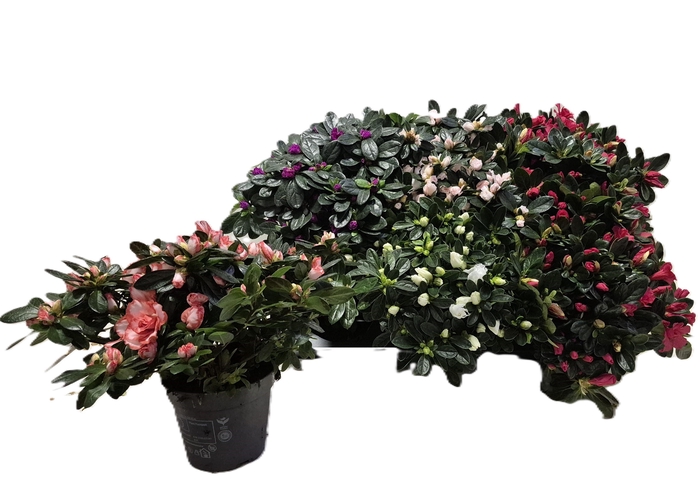 <h4>RHODO SI GEM</h4>