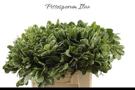 <h4>Pittosp To Ilan</h4>