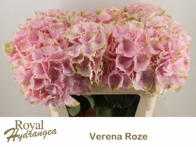 <h4>HYDR M CH VERENA</h4>