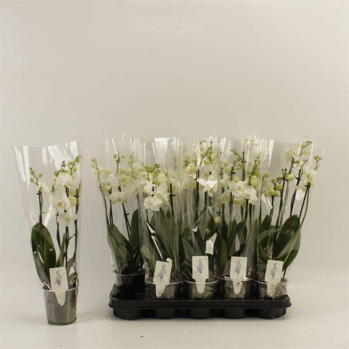 <h4>PHAL OV WIT</h4>