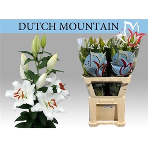 Li Or Dutch Mountain