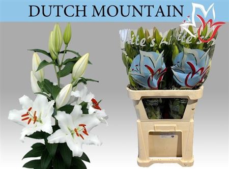 <h4>Li Or Dutch Mountain</h4>