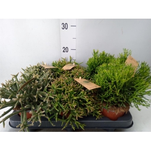 Rhipsalis   ...mix