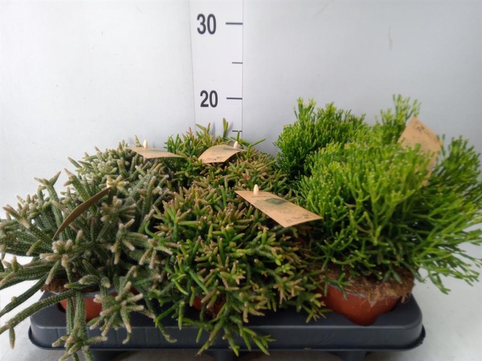 <h4>Rhipsalis   ...mix</h4>