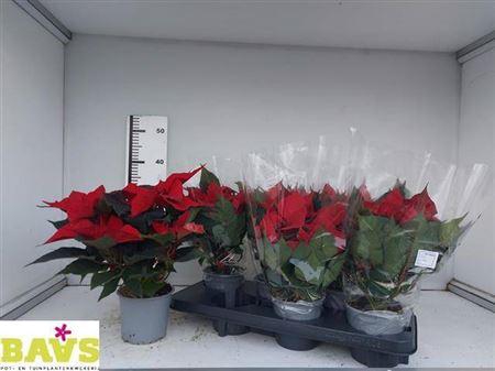 Euphor Pulcherrim Ov