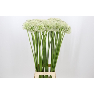 Allium Mount Everest