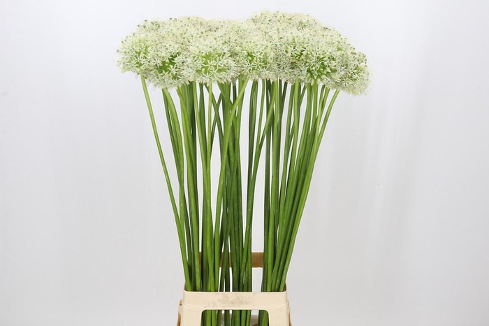 <h4>Allium Mount Everest</h4>