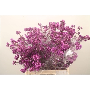 Callicarpa Bod Profusion