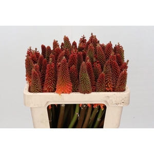 KNIPHOFIA  'ALCAZAR'