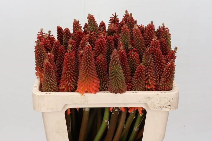 <h4>KNIPHOFIA  'ALCAZAR'</h4>