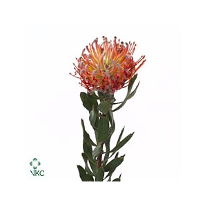 Leuco Scarlet Ribbon