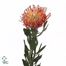 <h4>Leuco Scarlet Ribbon</h4>