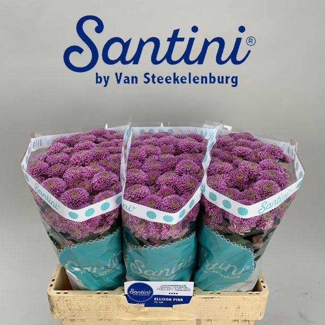 CHR SAN ELLISON PINK