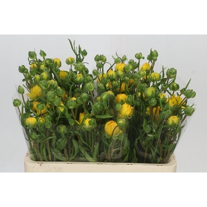 Ranunculus Moderna Proxima