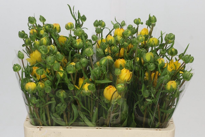 <h4>Ranunculus Moderna Proxima</h4>